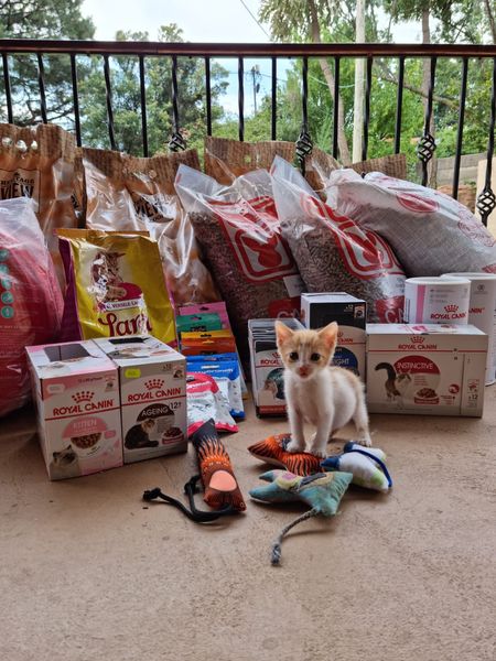 Feral Cat Assist Heidelberg